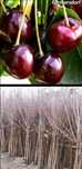 Ciresi-pomi fructiferi