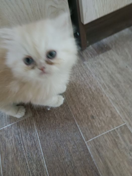 Продается котенок экзот мальчик
