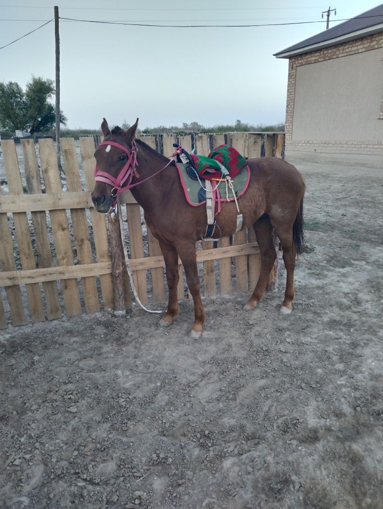 Еркек тай сатылады