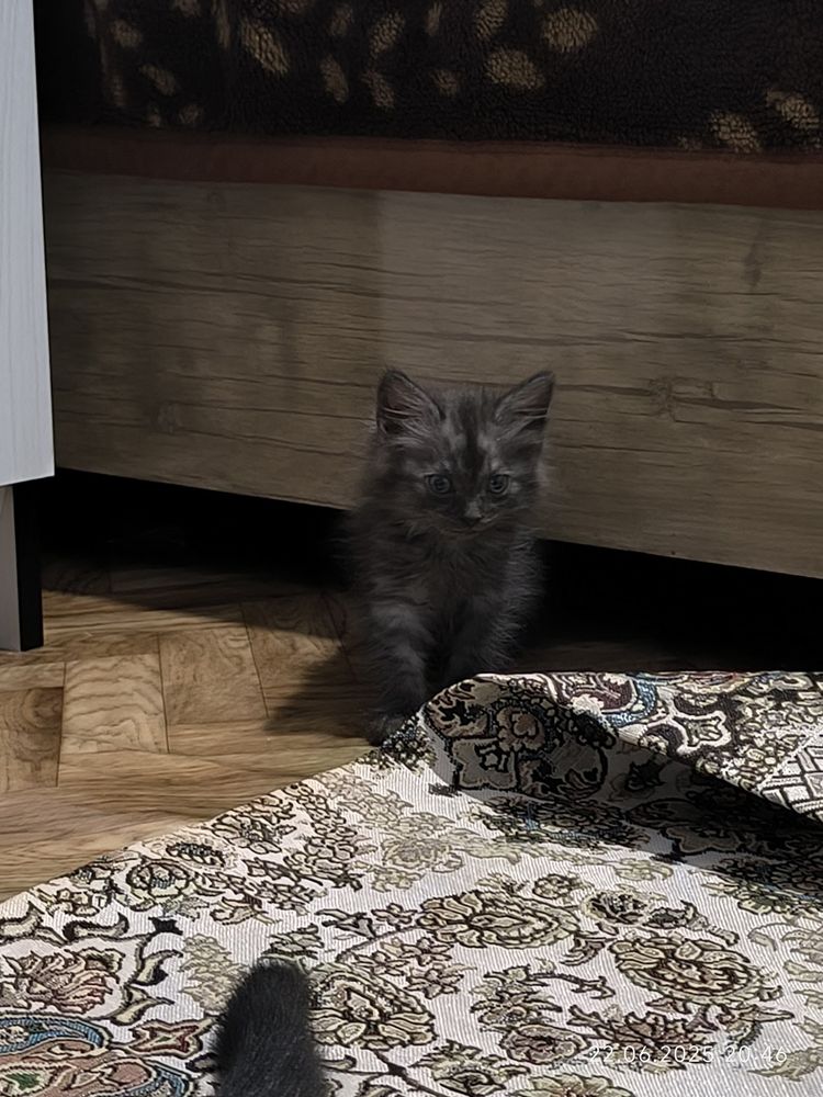 Котята Бесплатно