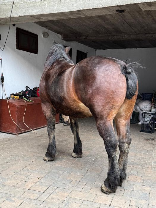 Vând cal de 5 anii  analtime 180 la hreban mai multe detalii  an priva