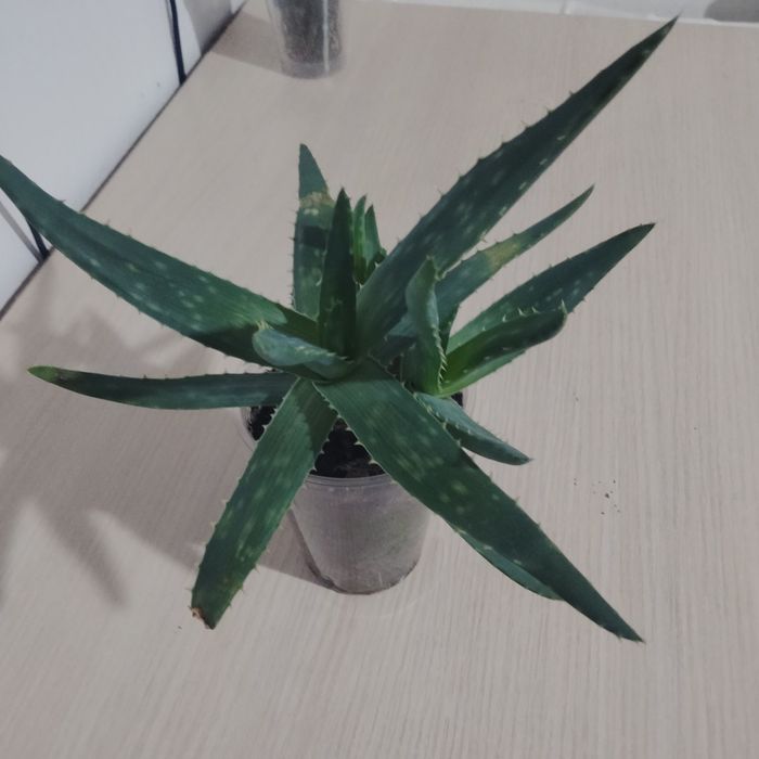 Каланхое лечебные алое вера.комнатные растения