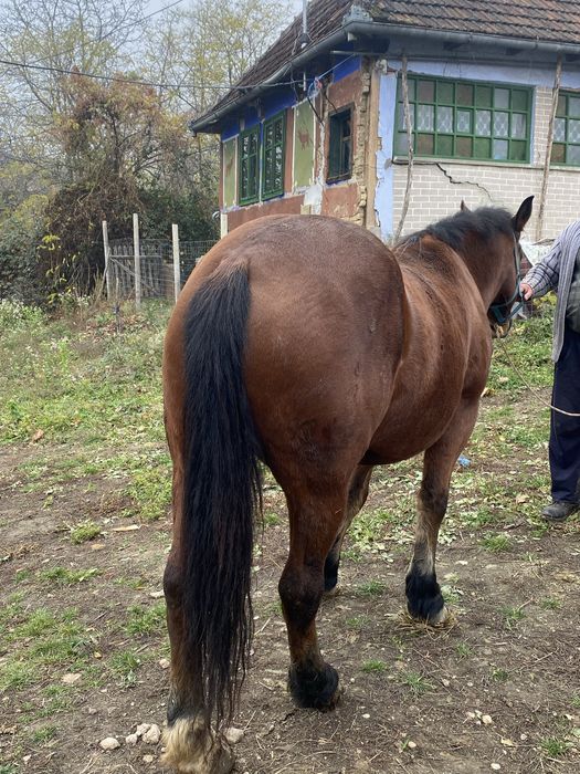 Vand iapă bună pentru căruță.