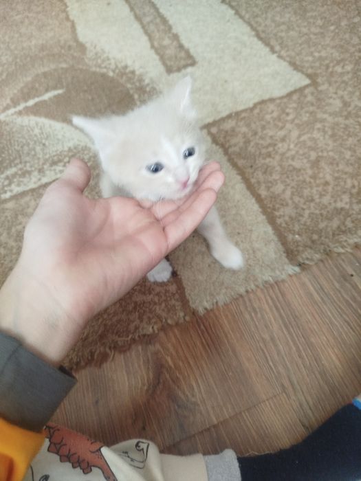 Катя а в хорошие руки