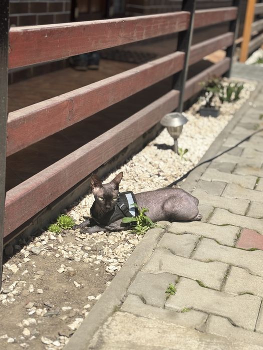 Pisica sphynx femela