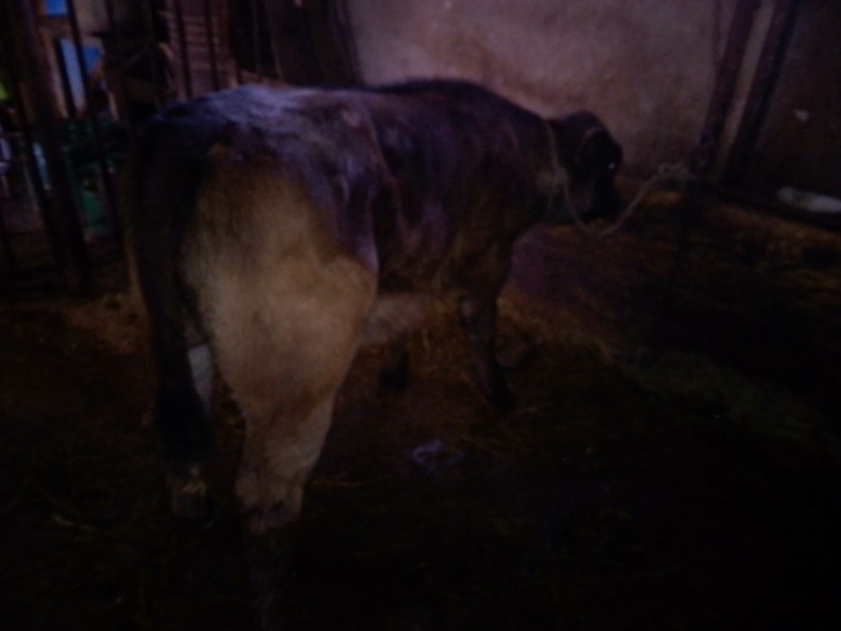 Vițică angus 3 luni