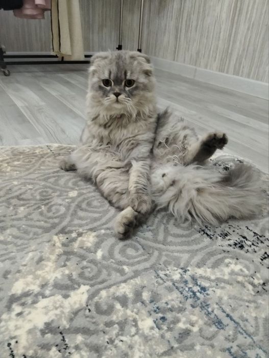 Вязка ,Скоттиш фолд, 1 год