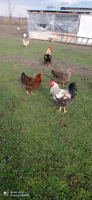 Катунски кокошки