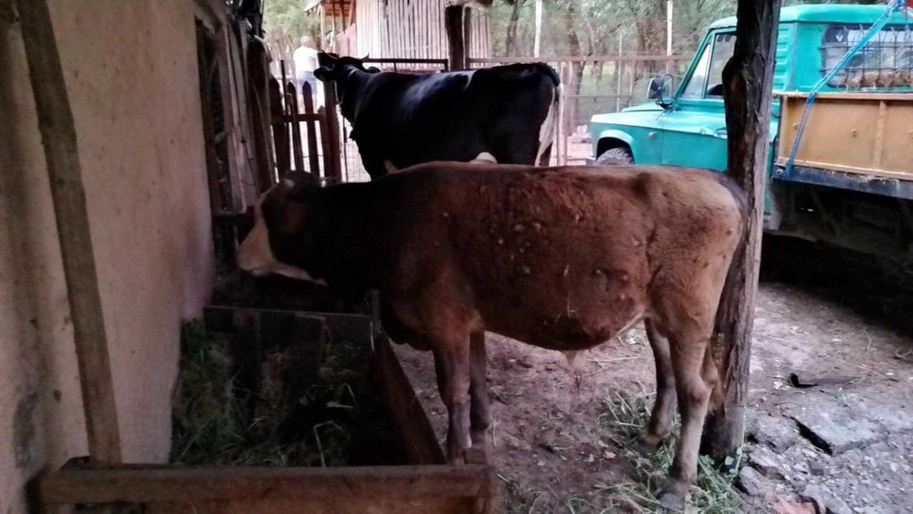 Vand vitel varsta un an