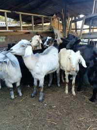 Продаются молодые козы