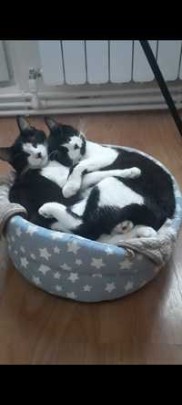 2 pisici gemeni de 10 luni spre adopție