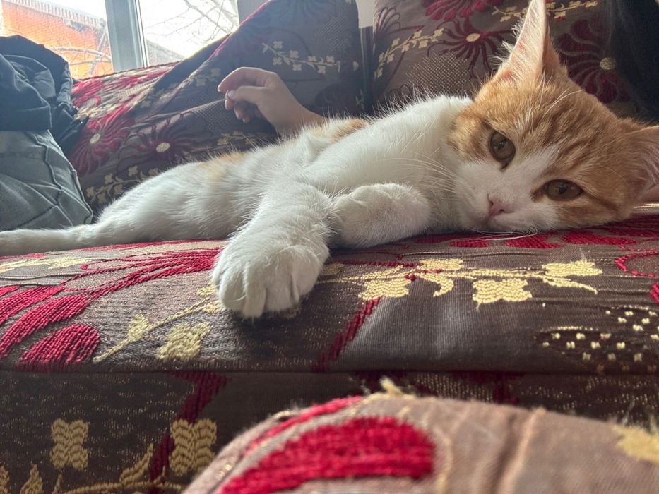 Отдам в хорошие руки котенка 4-5 месяцев