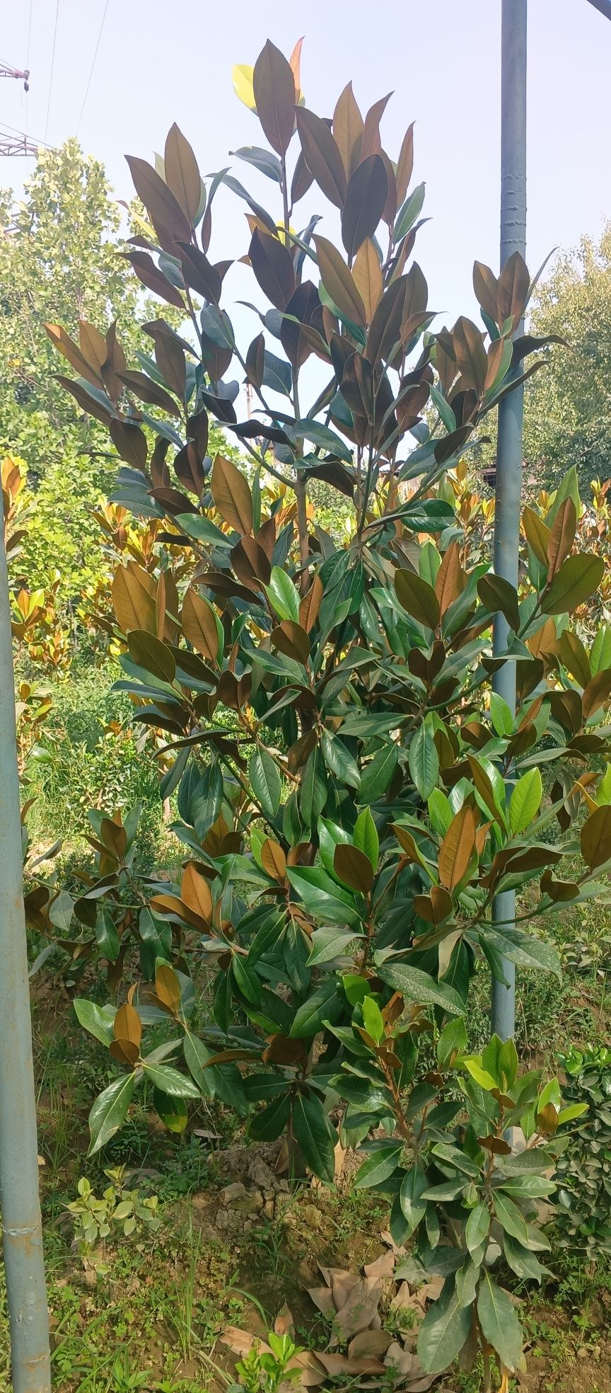 Magnolia glandiflora Italian
