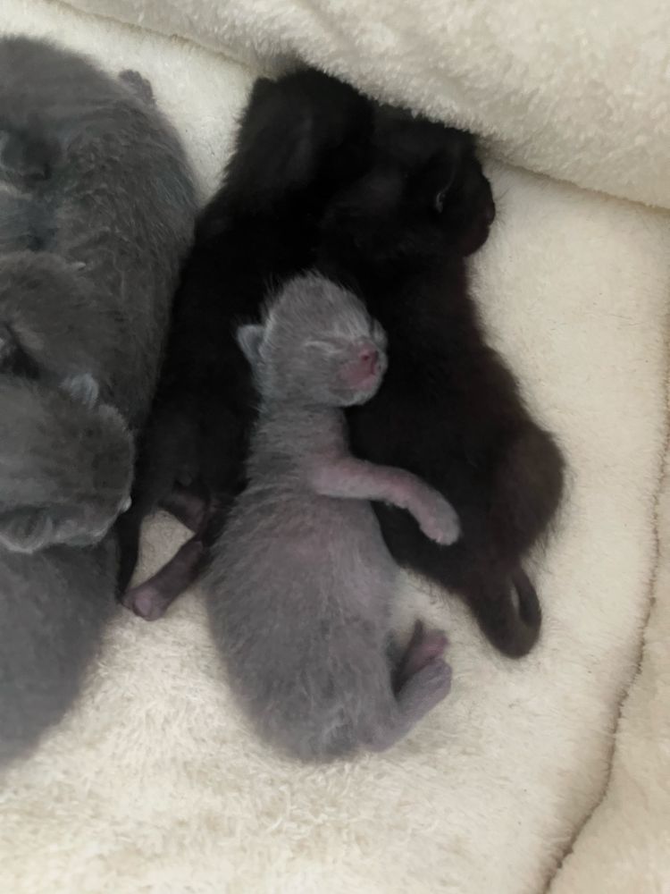 котята бесплатно