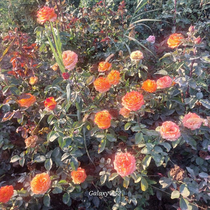 Yashil makon loyihasi uchun turli xil mevali manzarali daraxtlar bor