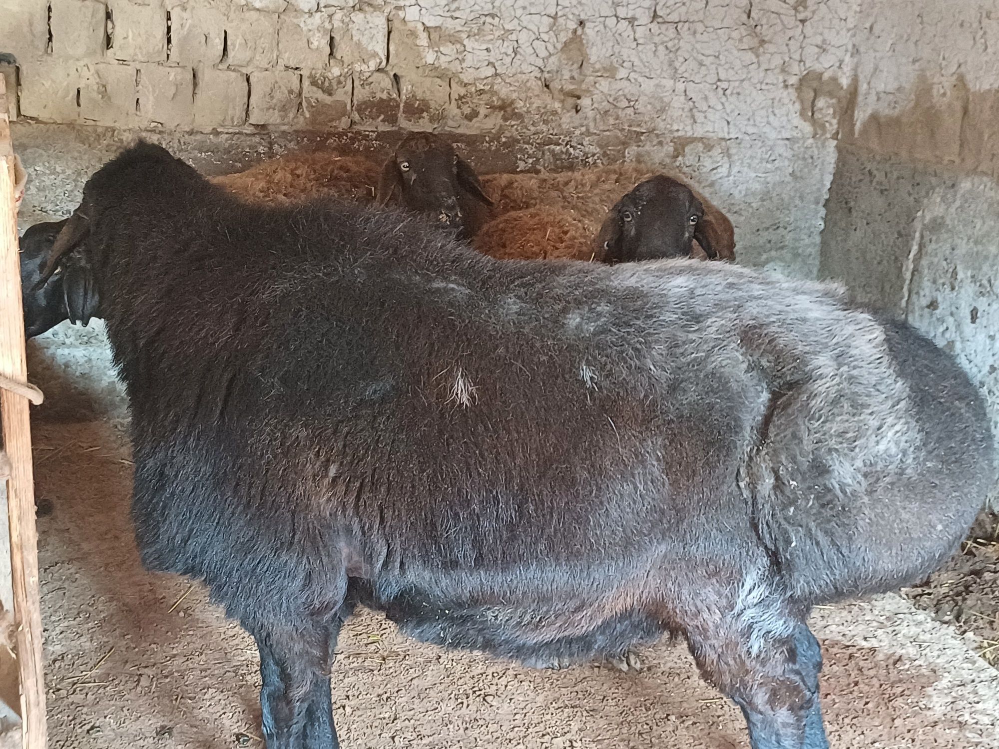 Урыктыкка Кошкар 6 жасар
