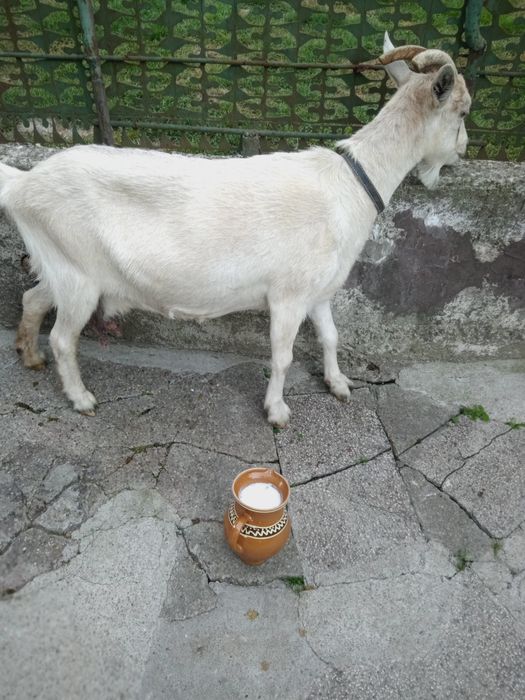 Vând capra de rasa