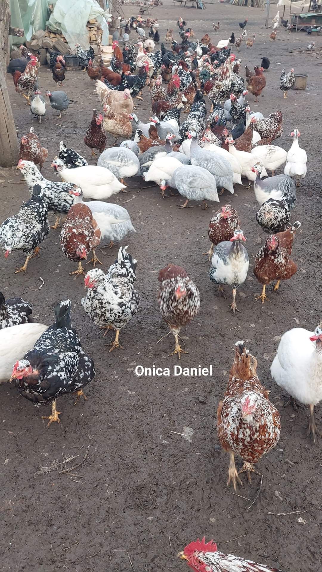 Oua de gaini românești colorate linia Onica Daniel, nu sunt pita pinta