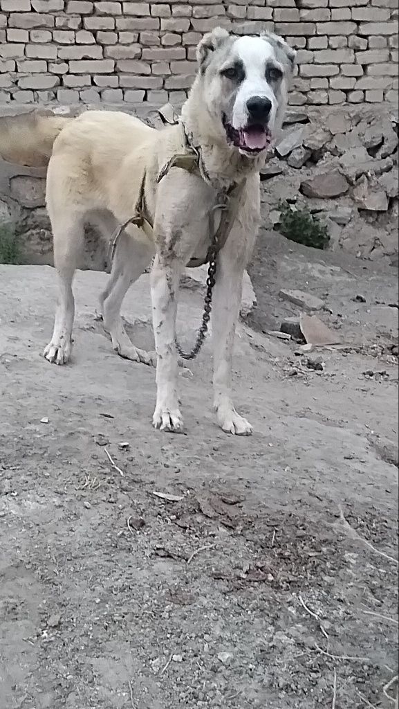 10 oylik alabay sotiladi