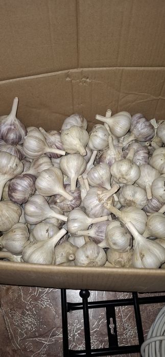 Продам домашний чеснок