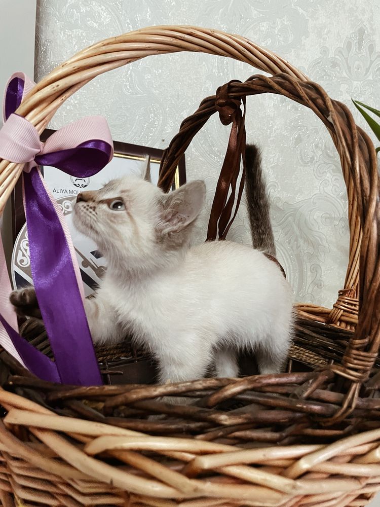 продам кошечку породистую