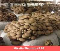 Miceliu samanta pt ciuperci Pleurotus,Champignon,Shiitake
