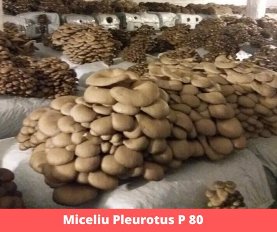 Miceliu samanta pt ciuperci Pleurotus,Champignon
