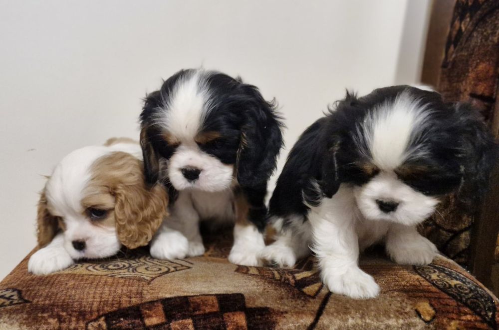 Кавалер Кинг Чарлз Шпаньол FCI