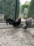 Cocosi australorp