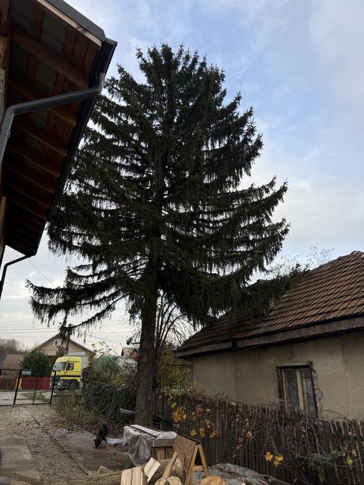 Brad verde natural 13 metri