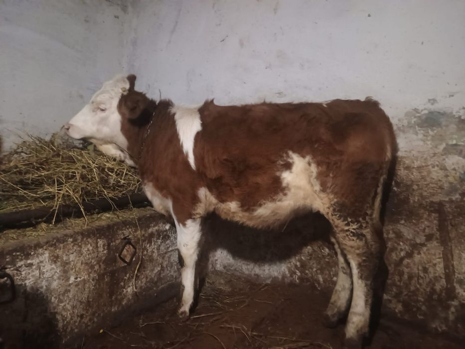 Vând vițea Bălțată romaneasca