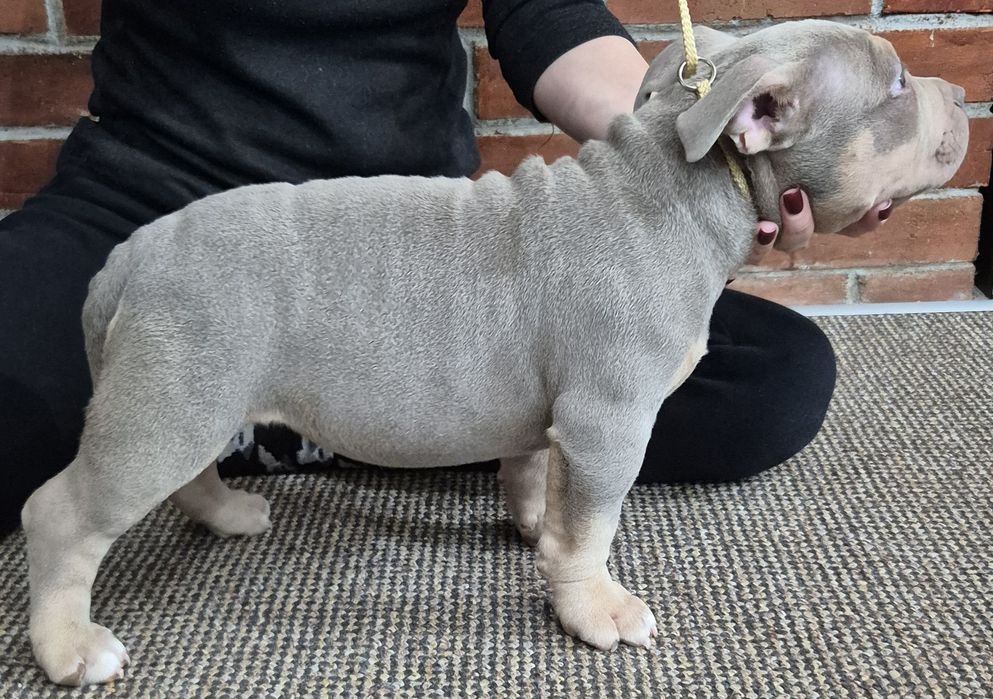 American Bully pedigree Abkc!