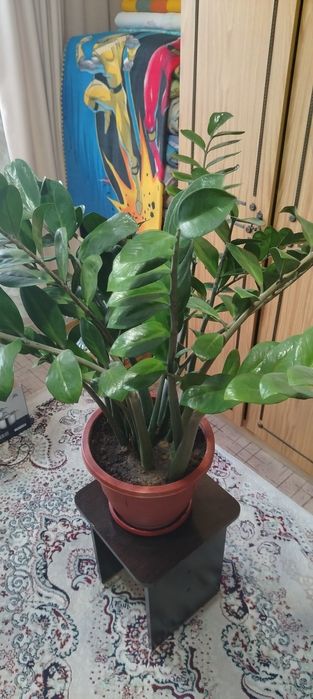 Продам долларная дерево большой СРОЧНО ПРОДАМ!!!