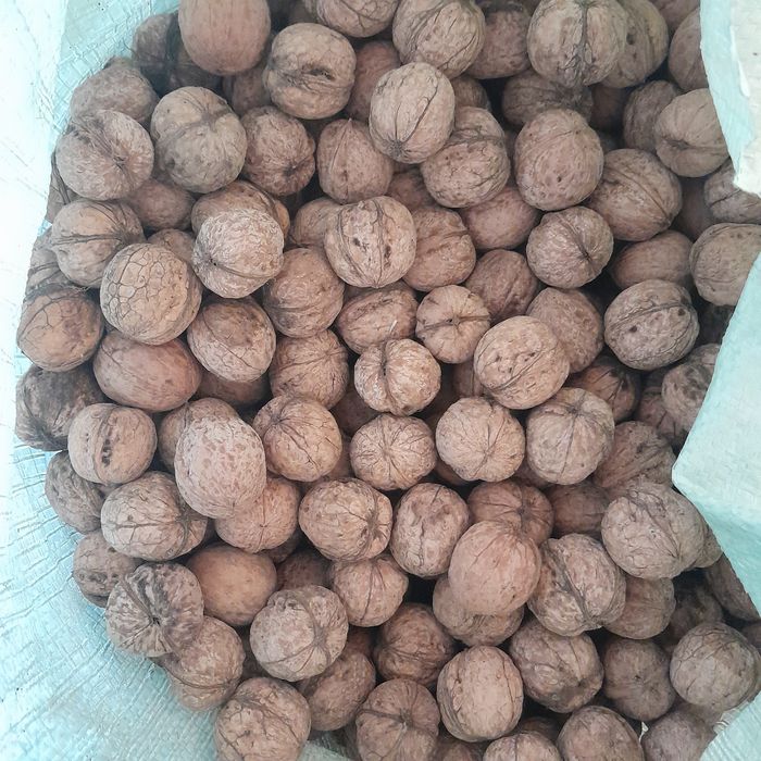 Dumaloq yong'oq bor.