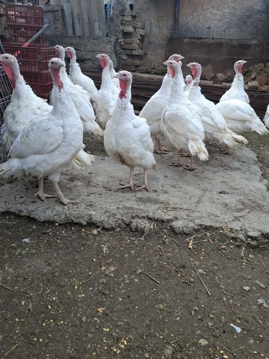 Vând curci oraș corabia