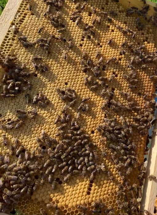 Пчелопакеты пчелы