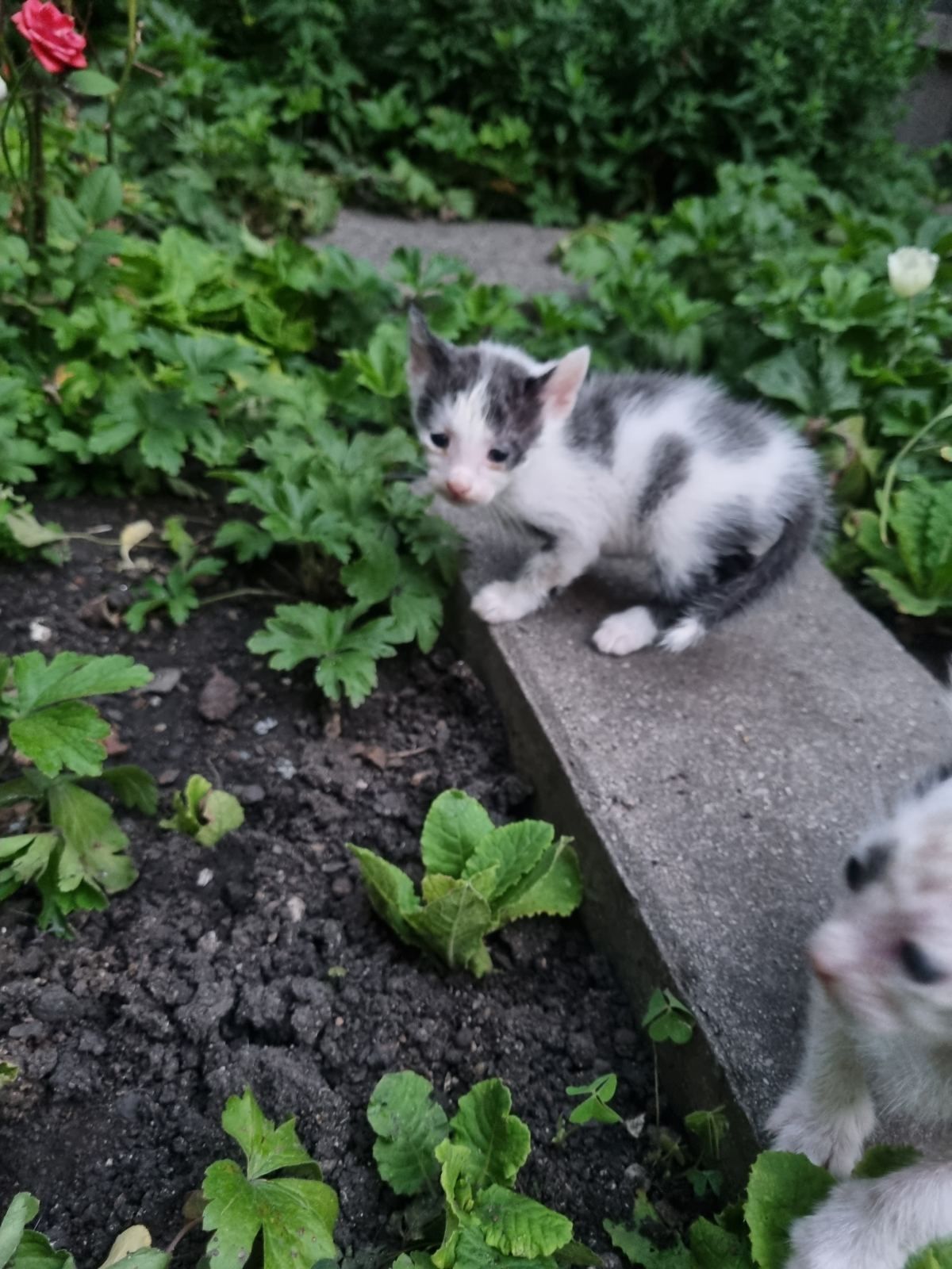 Подарявам 2 малки котета на около месец са