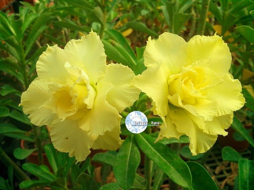 Seminte adenium si plumeria