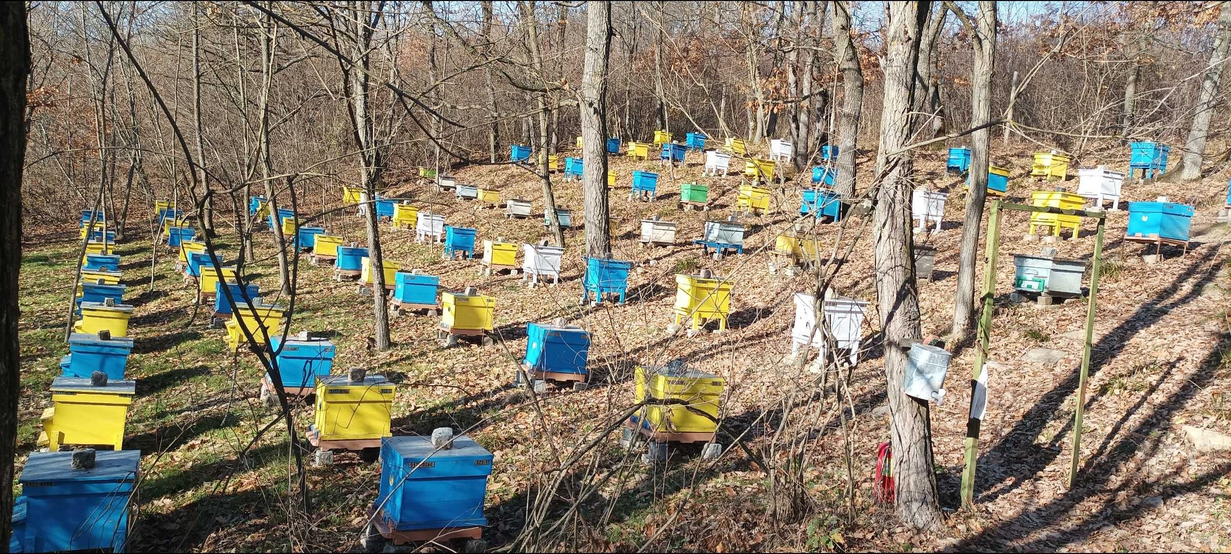 Пчелен мед и пчелни продукти