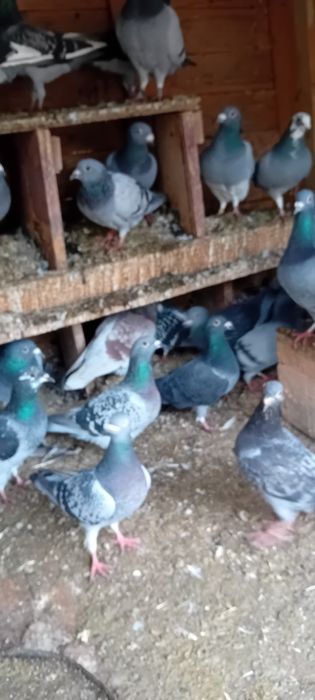 Vând Porumbei voiajori