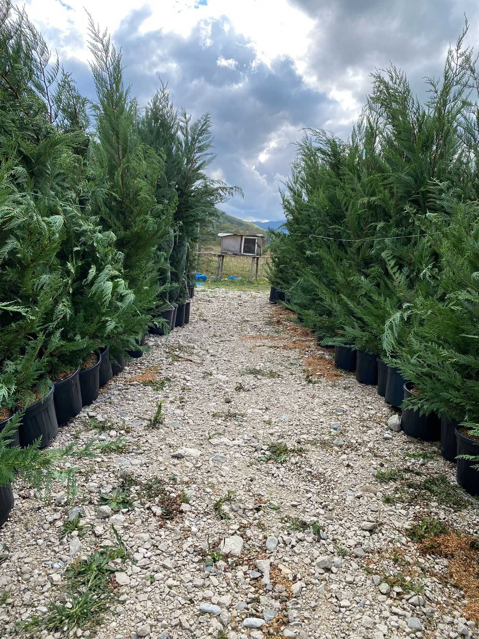 Cupressocyparis Leylandii 1.50m - 3m - Frumusețea unui gard natural