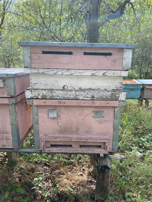 stupi albine 50 bucati