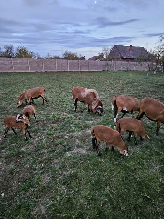 Oi de Camerun, de vânzare.