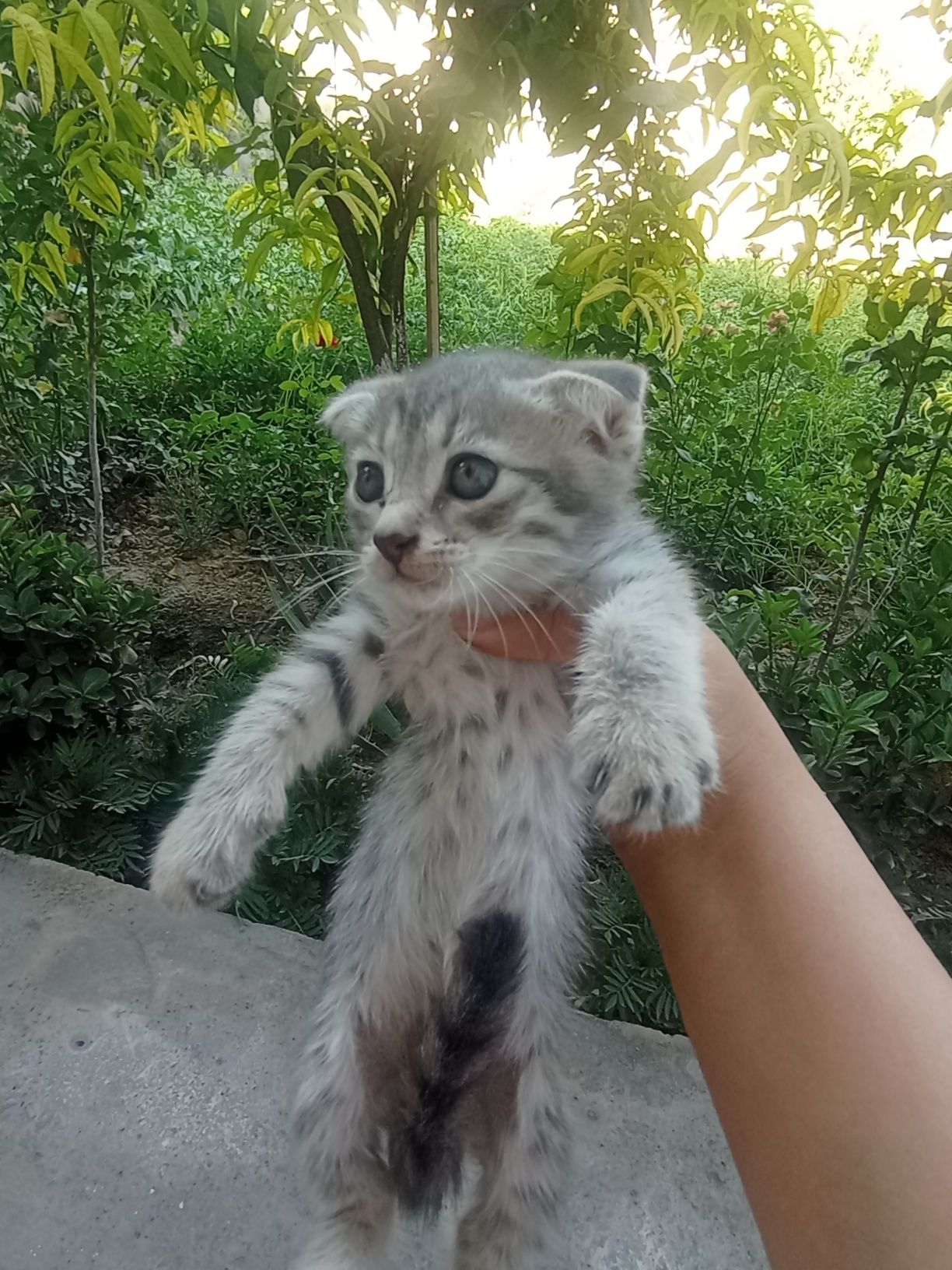 Scottish fold 2 oylik