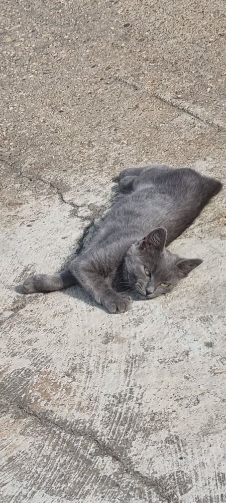 Руска синя котка