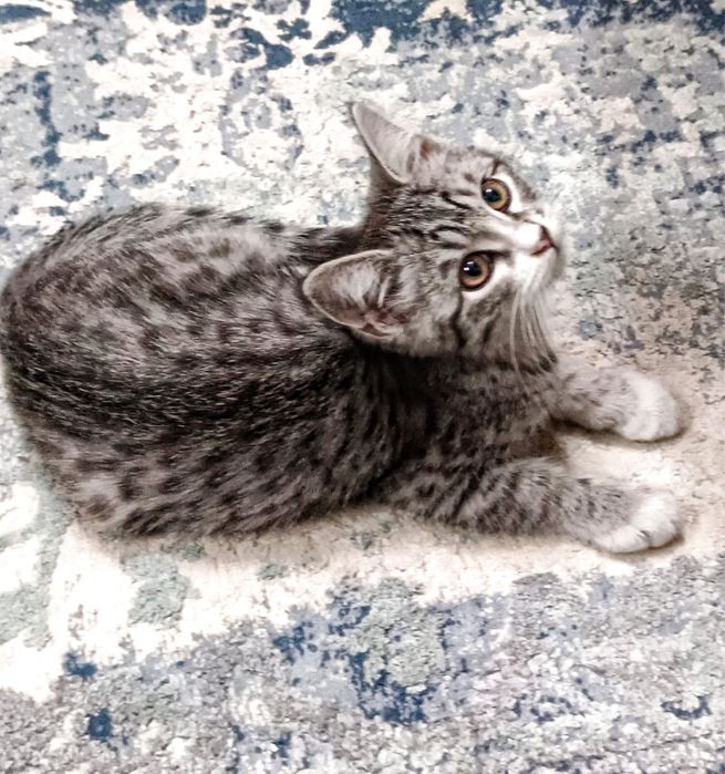 Отдам котенка ( мальчик) в добрые руки