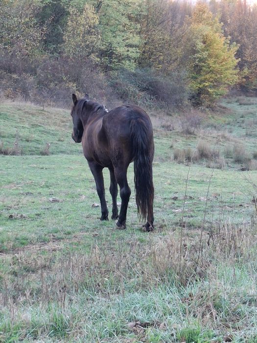 Cal de vânzare, gorj!