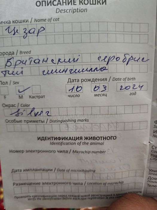 Британ шиншила чиройли