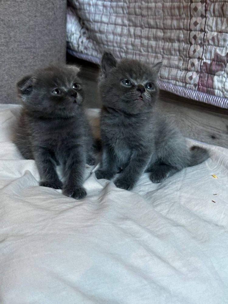 Чистокровные котята Скоттиш Фолд и Страйт