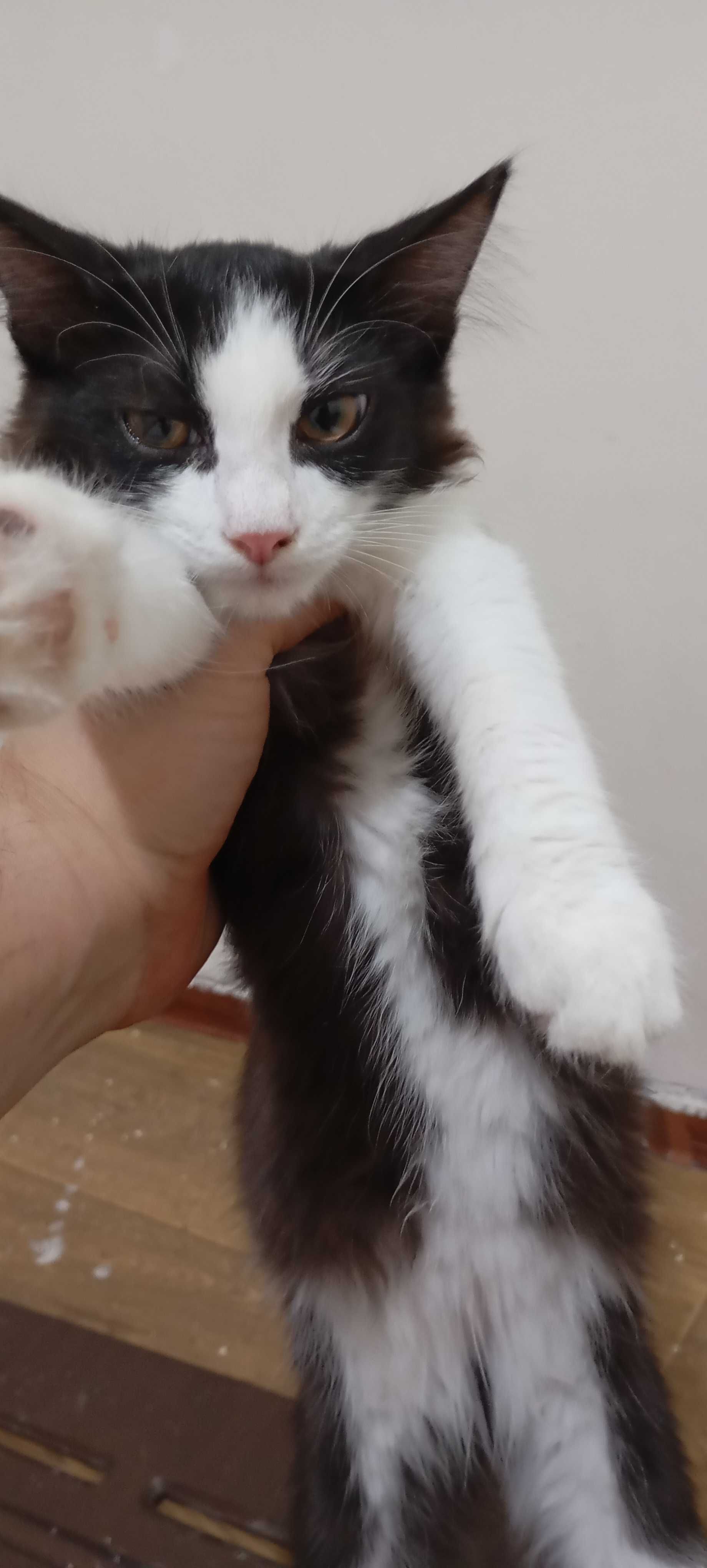 Отдам в хорошие руки котят